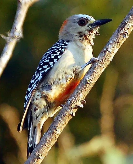 File:Melanerpes rubricapillus.jpeg