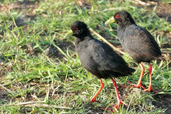 File:Black Crakes (Zapornia flavirostra) pair.jpg