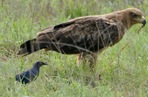 File:Tawny Eagle (Aquila rapax) eating some remains ... - 54486470816.jpg