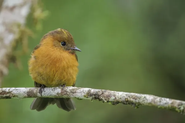 File:Cinnamon flycatcher (Pyrrhomyias cinnamomeus pyrrhopterus) San Isidro.jpg
