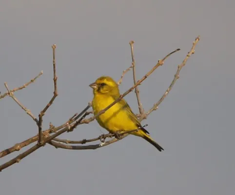 File:Crithagra mozambica ssp. vansoni by tjeales on iNat June 29 2023.jpg