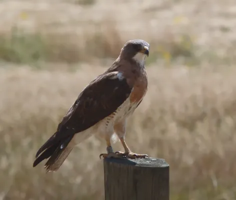 File:Buteo swainsoni edit.jpg