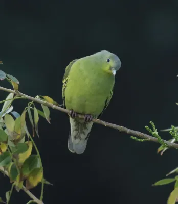 File:Grey-fronted green pigeon (Treron affinis).jpg