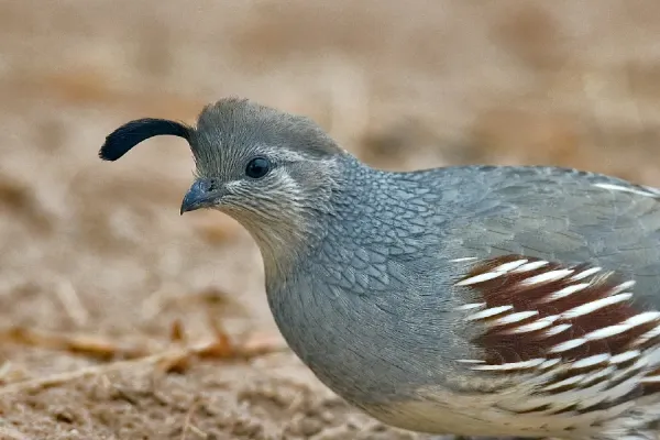 File:Callipepla gambelii female.jpg