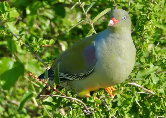 File:African Green-Pigeon (Treron calvus) - 54488946211.jpg