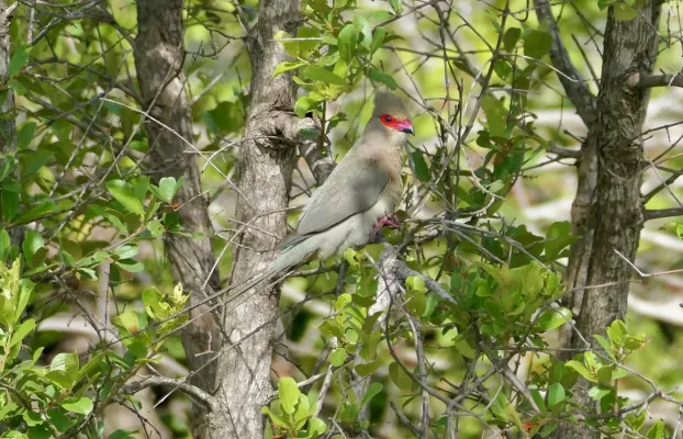 File:Red-faced Mousebird (Urocolius indicus) 2024-12-01.jpg