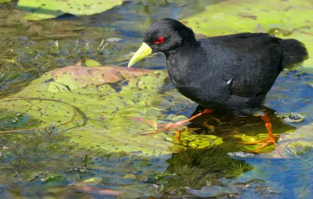 File:Black Crake (Zapornia flavirostra) foraging on the water lilies.jpg