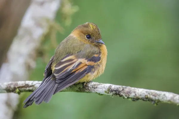 File:Cinnamon flycatcher (Pyrrhomyias cinnamomeus pyrrhopterus) San Isidro 2.jpg