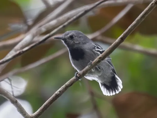 File:Myrmotherula urosticta Band-tailed Antwren (male), Pau Brasil National Park, Porto Seguro, Bahia, Brazil.jpg