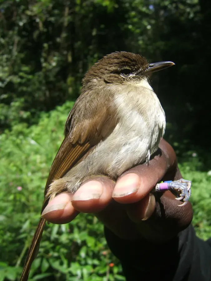 File:Phyllastrephus cabanisi.JPG