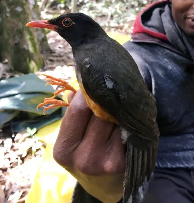 File:Turdus helleri, Taita Hills, Kenya 1.jpg