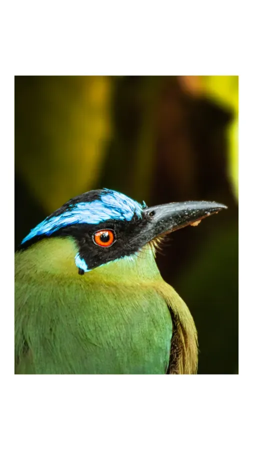 File:BARRANQUERO ANDINO - Momotus aequatorialis.jpg