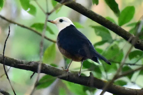 File:Turdus niveiceps, Hehuanshan, Taiwan 1.jpg