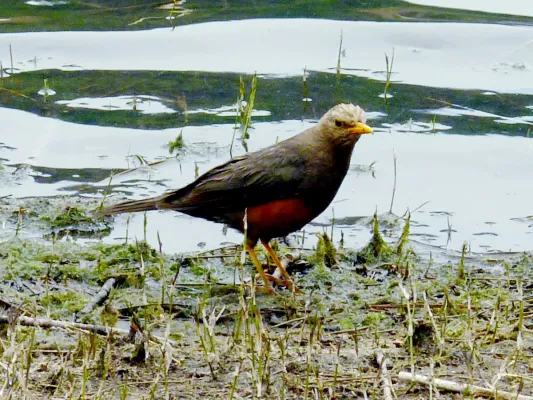 File:Turdus javanicus whiteheadi, Ranu Kumbolo, Gunung Mahameru, East Java, Indonesia 1.jpg