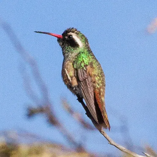 File:Xantus's Hummingbird (Basilinna xantusii) (8079377044) (cropped).jpg