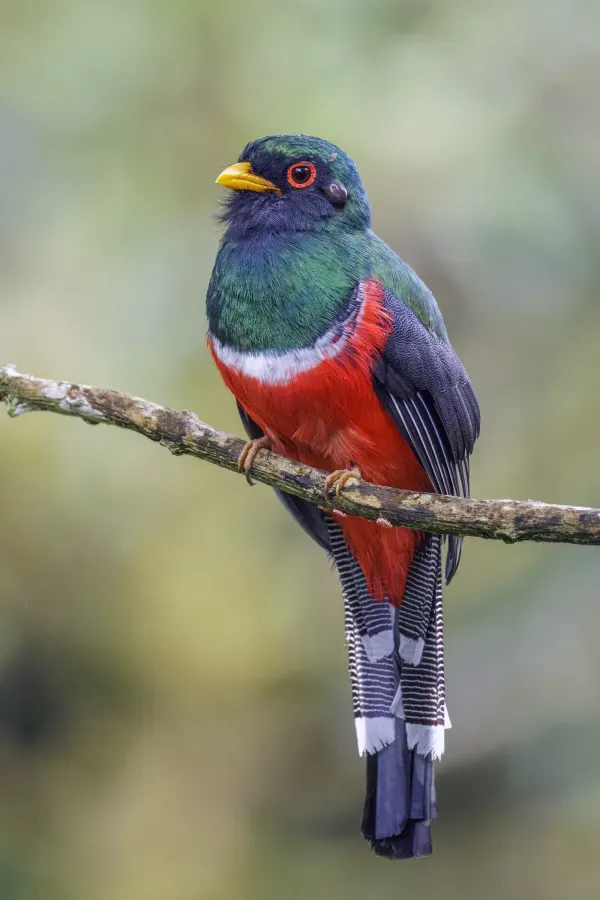 File:Masked trogon (Trogon personatus temperatus) male San Isidro.jpg