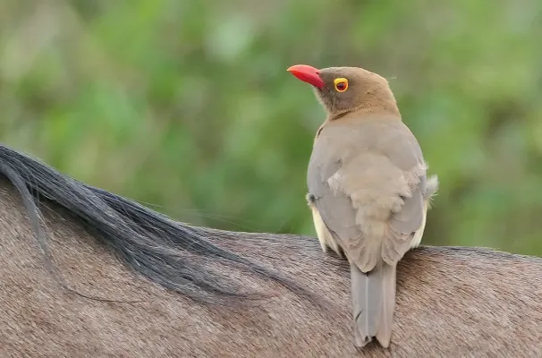 File:Red-billed Oxpecker (Buphagus erythroryncha) on wildebeest back.jpg