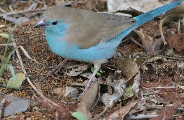 File:Southern Cordonbleu (Uraeginthus angolensis).jpg