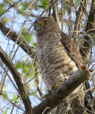 File:Falco zoniventris 54012691.jpg