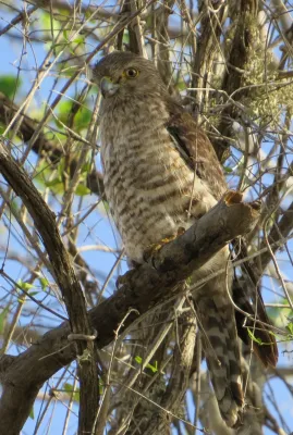 File:Falco zoniventris 54013088.jpg