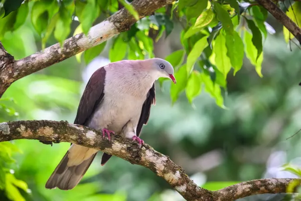 File:Ducula badia, Mountain imperial pigeon.jpg