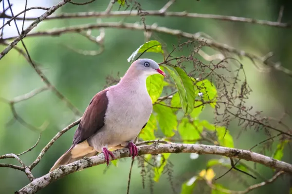 File:Mountain imperial pigeon, Ducula badia.jpg