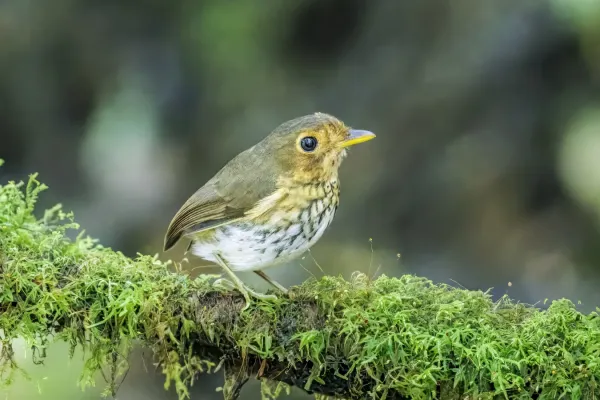 File:Ochre-breasted antpitta (Grallaricula flavirostris mindoensis) Paz de las Aves.jpg