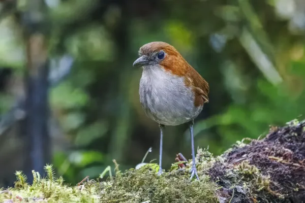File:White-bellied antpitta (Grallaria hypoleuca castanea) San Isidro 2.jpg