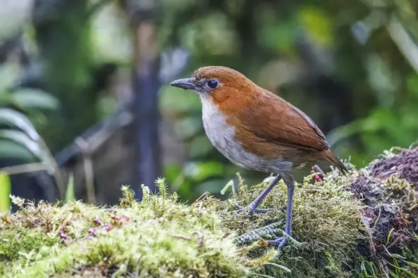 File:White-bellied antpitta (Grallaria hypoleuca castanea) San Isidro.jpg