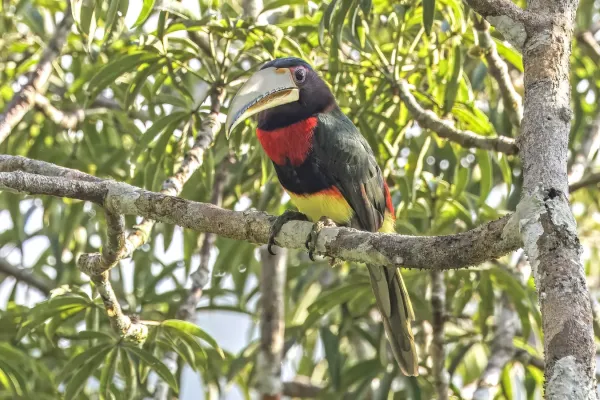 File:Ivory-billed aracari (Pteroglossus azara flavirostris) Rio Napo.jpg