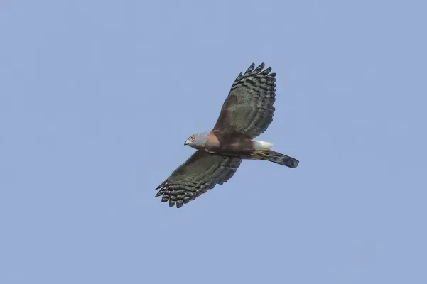 File:Double-toothed kite (Harpagus bidentatus bidentatus) in flight Rio Napo.jpg
