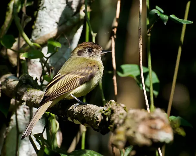 File:Leptopogon amaurocephalus -Parque Estadual da Serra da Cantareira, Sao Paulo, Brazil-8.jpg