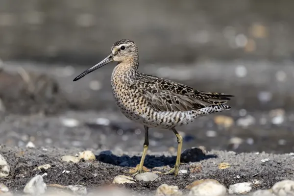 File:Short-Billed Dowitcher - (Limnodromus griseus) East Point Lighthouse, Delaware Bay, New Jersey, USA.jpg