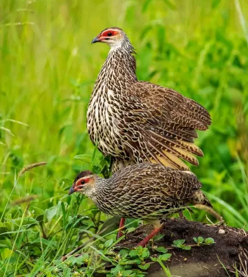 File:Clappertonfrankolin (Pternistis clappertoni), Seitenansicht, crop.jpg