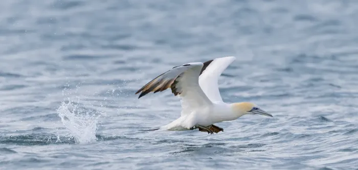 File:Australasian Gannet (Morus serrator) - 54448834314.jpg