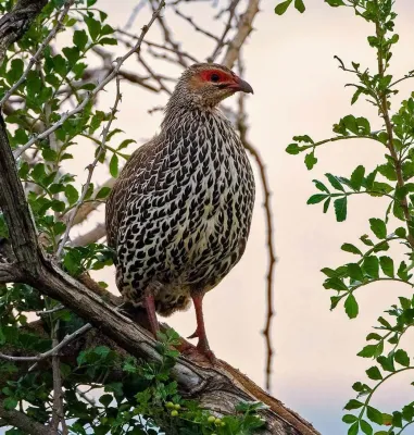 File:Clappertonfrankolin (Pternistis clappertoni), Vorderansicht, crop.jpg