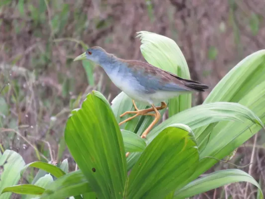 File:Porphyrio flavirostris 187312061.jpg
