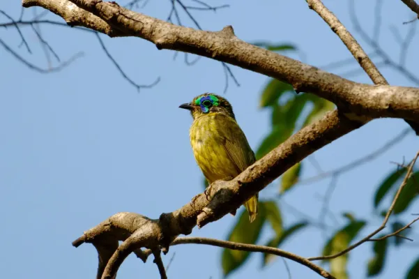 File:Philepitta schlegeli 452215868.jpg