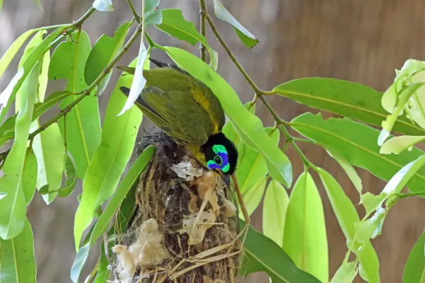 File:Philepitta schlegeli 3414761.jpg