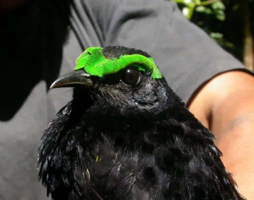 File:Philepitta castanea 2954900.jpg