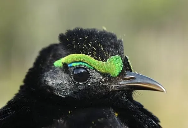 File:Philepitta castanea 3013223.jpg