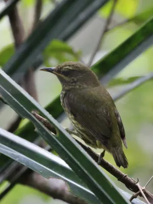File:Philepitta castanea 455467708.jpg