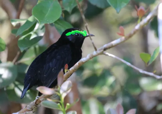 File:Philepitta castanea 455468753.jpg