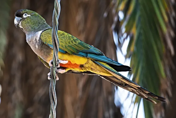 File:Cyanoliseus patagonus, San Diego, USA.jpg