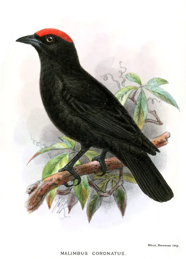 File:MalimbusCoronatusKeulemans.jpg
