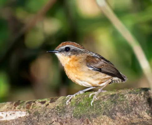 File:Conopophaga melanops -Vale do Ribeira, Juquia, Sao Paulo, Brazil -female-8.jpg