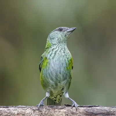 File:Black-capped tanager (Stilpnia heinei) female Paz de las Aves.jpg