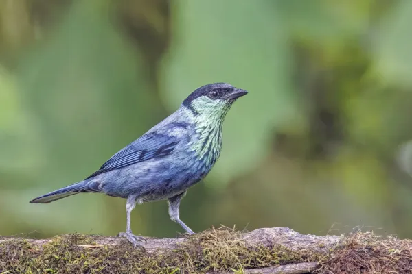 File:Black-capped tanager (Stilpnia heinei) male Paz de las Aves.jpg