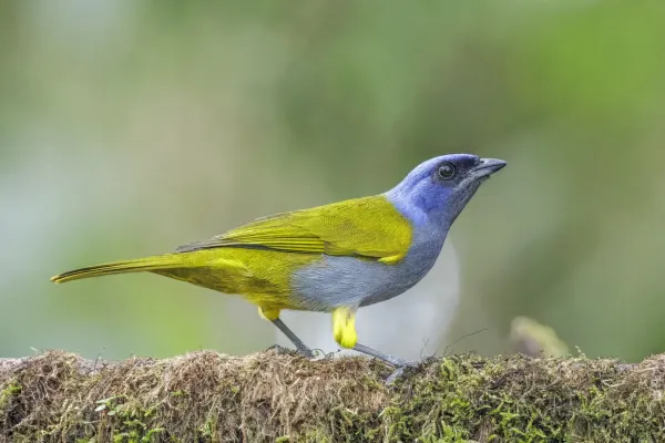 File:Blue-capped tanager (Sporathraupis cyanocephala cyanocephala) Paz de las Aves.jpg