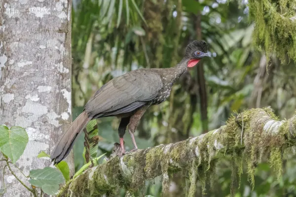 File:Crested guan (Penelope purpurascens aequatorialis) Paz de las Aves.jpg